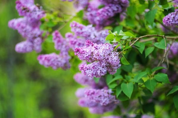 Leacuri pe bază de flori de liliac
