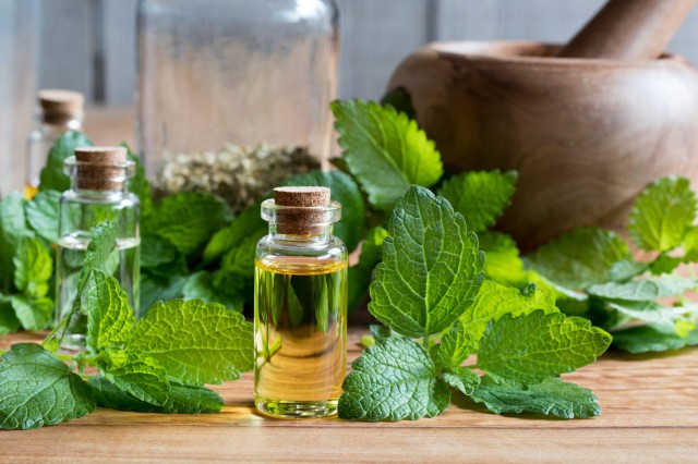 Melissa officinalis sau balsamul de lămâie - ce este și ce beneficii are această plantă