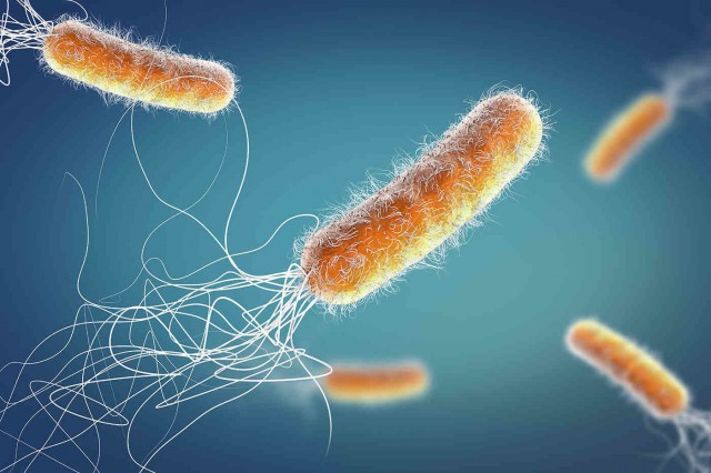 Infecția cu Pseudomonas aeruginosa sau bacilul piocianic. Cum se manifestă și tratamentul eficient
