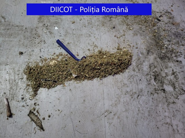 MASCAȚII au DESCINS la TULCEA!