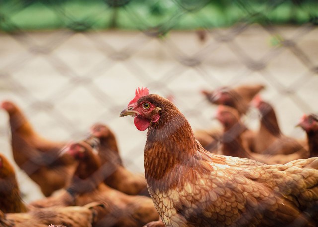 Primăria Constanţa a luat măsuri pentru prevenirea gripei aviare
