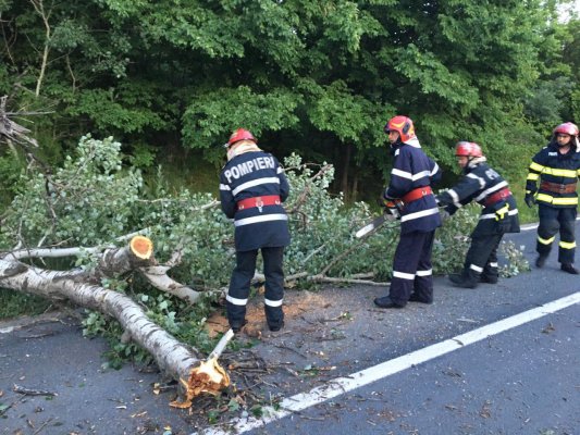 Pompierii, intervenție pentru degajarea unui copac căzut pe DN 22