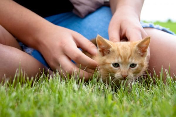 Copilul tău chinuie animalele? Ce e de făcut