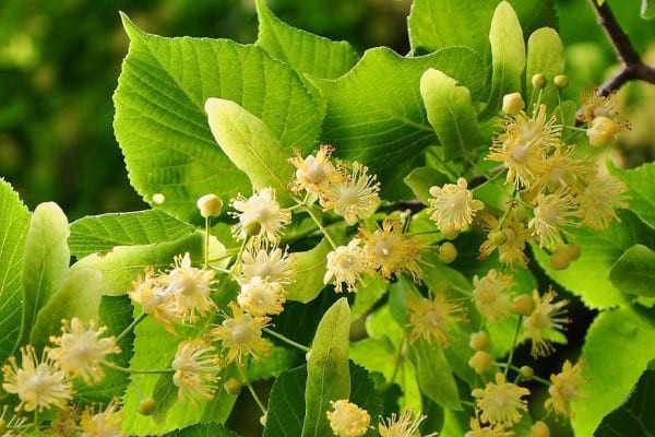 Beneficiile ceaiului de tei: aromat și sănătos