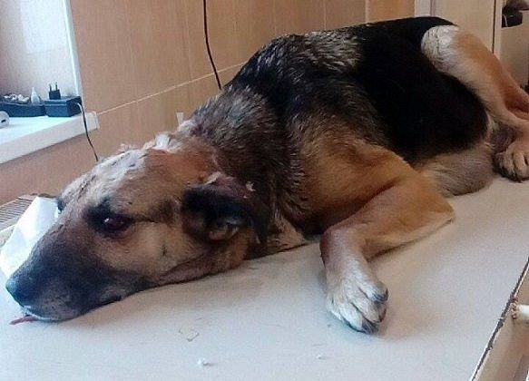 CONDAMNAT la ÎNCHISOARE, după ce şi-a MUTILAT CÂINELE