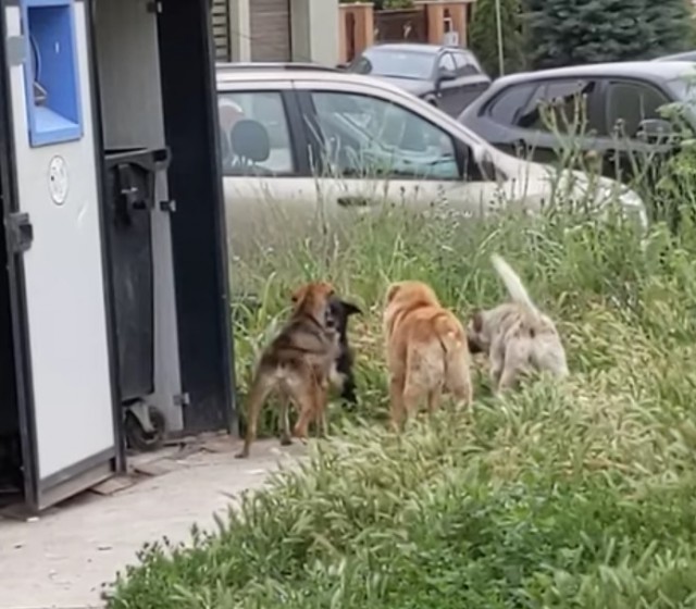 Scene înfiorătoare: Doi câini au fost ucişi cu cruzime de un bărbat cu probleme psihice