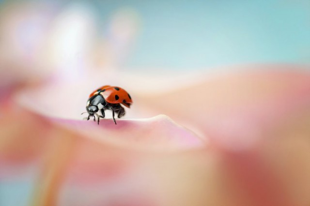 Invazie de gărgărițe la Mamaia. Turiștii, disperați de insectele de pe plajă