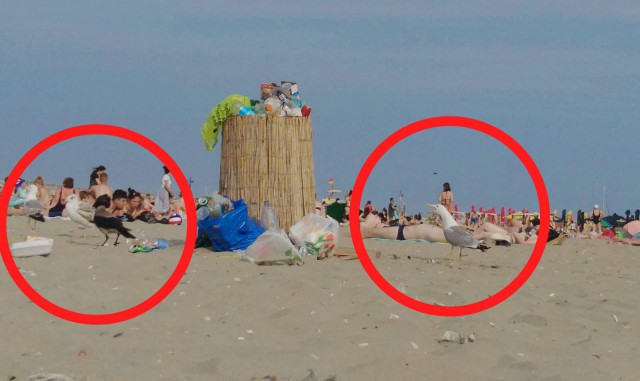 Pe o PLAJĂ din Constanța ești VÂNAT de PESCĂRUȘII care se scaldă în GUNOAIE