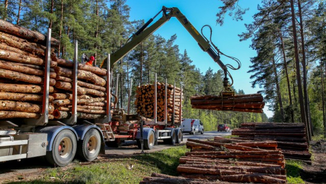 Guvernul a înființat Garda Forestieră Națională care va lupta împotriva tăierilor ilegale de păduri