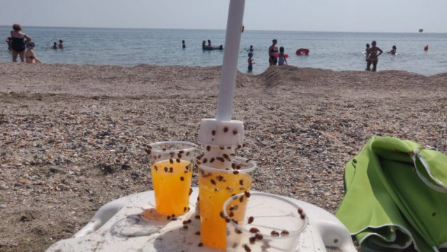 INVAZIE de buburuze pe PLAJELE din MAMAIA