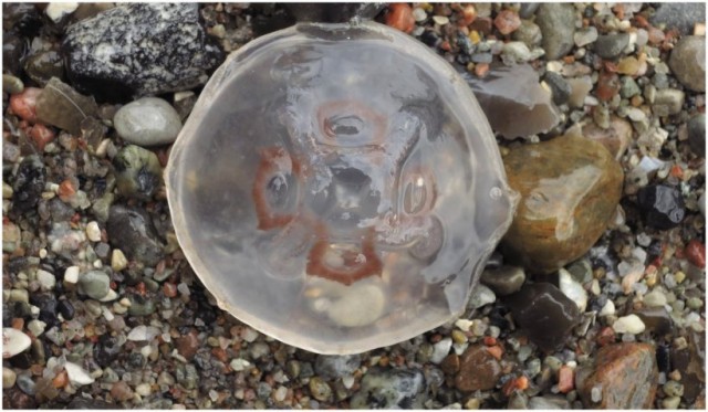 Invazie de meduze în Grecia