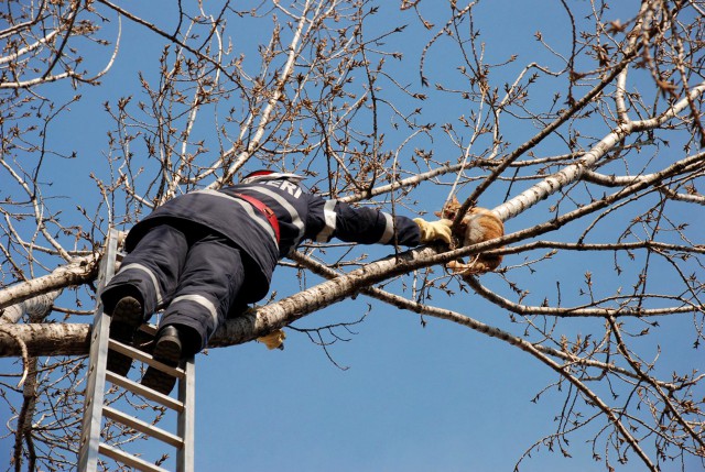 Pompierii au intervenit pentru a SALVA o PISICĂ blocată de 2 zile într-un COPAC