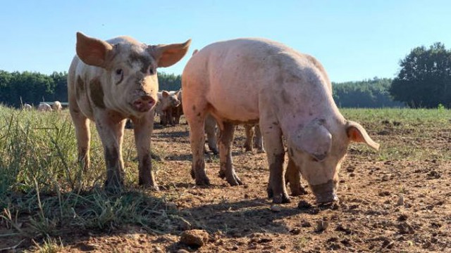 ANSVSA nu interzice şi nu limitează creşterea porcinelor în gospodăriile populaţiei