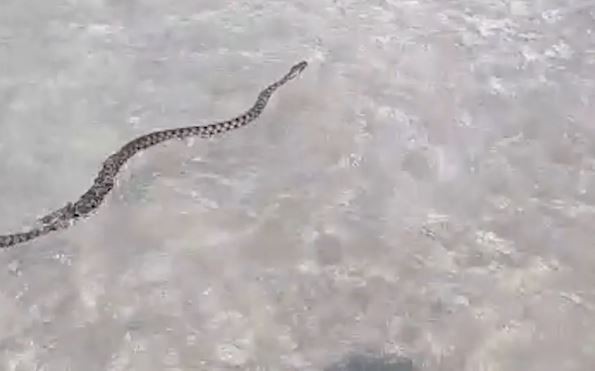 PERICOL în Eforie Nord! Un șarpe a fost văzut plutind în Marea Neagră, printre turiști. VIDEO