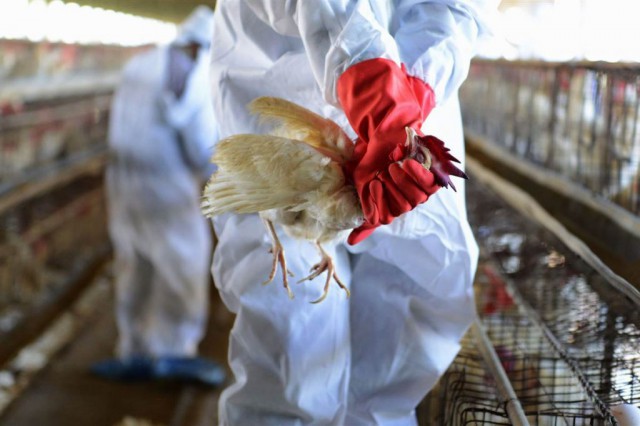 India raportează primul deces uman cauzat de gripa aviară