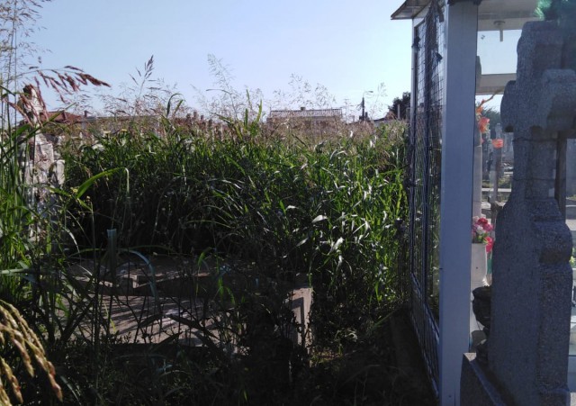 În CIMITIRUL din VIILE NOI nu poți AJUNGE la MORMINTE din cauza BĂLĂRIILOR