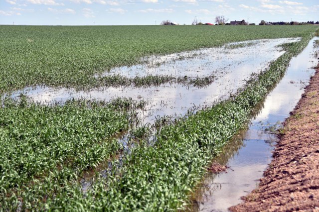 Din cauza precipitaţiilor, o mare parte din grâul european va ajunge să fie folosit ca nutreţ