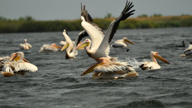 SCANDAL în Delta Dunării după ce o barcă cu turiști a intrat în pelicani