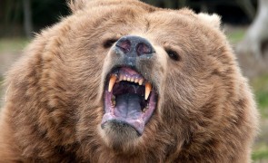 Senat: Ordonanţa referitoare la intervenţia în cazul atacurilor urşilor bruni, adoptată