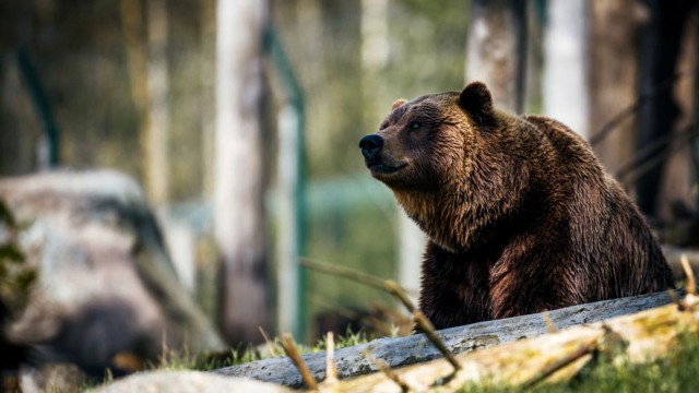 Copil rănit de un urs pe care a încercat să îl hrănească din maşină la barajul Vidraru 
