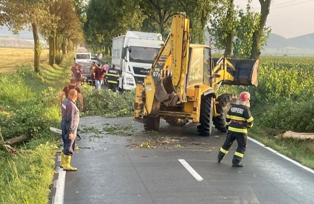 COD PORTOCALIU la Tulcea: Mai mulţi copaci au fost DOBORÂŢI de vântul puternic