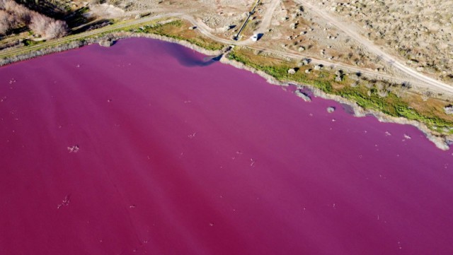 Cum a devenit un lac din Patagonia roz peste noapte