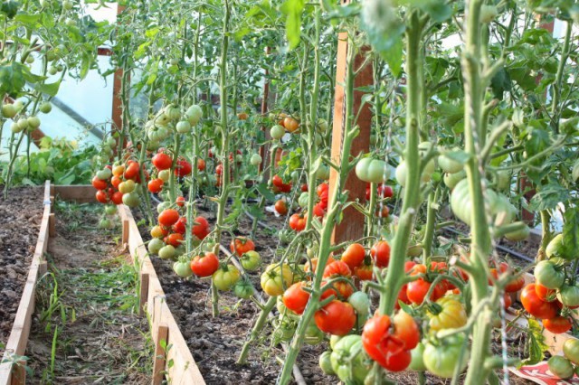 Ministrul Agriculturii: Legumicultorii pot accesa în următorii doi ani 150 de milioane de euro