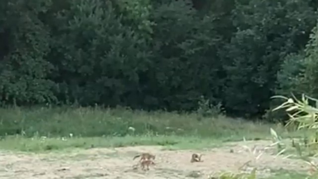 VIDEO. Trei vulpi, surprinse pe un teren din Brașov în timp ce se joacă cu o minge abandonată
