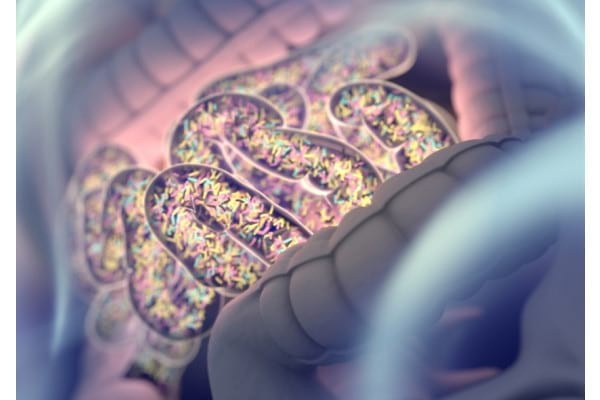 Microbiomul intestinal joacă un rol important în ateroscleroză
