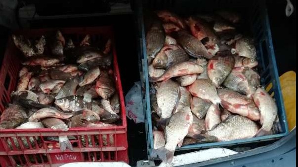PERCHEZIŢII la Sinoe! 165 de kilograme de peşte CONFISCATE de POLIŢIŞTI