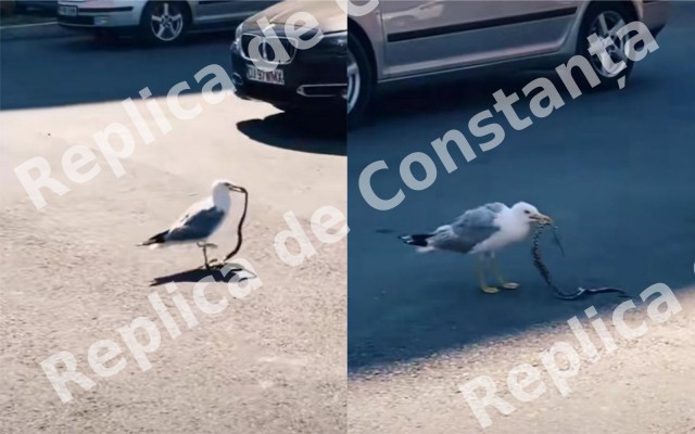 Un PESCĂRUȘ s-a LUPTAT cu un ȘARPE, în Mamaia! VIDEO!
