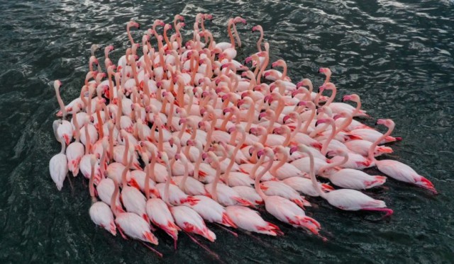 Păsările flamingo cuibăresc în Dobrogea pentru prima dată: Au deja zece pui