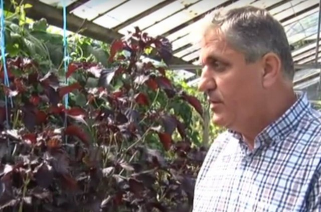 Planta-minune aclimatizată în România, în premieră europeană, cu proprietăți în tratarea cancerului