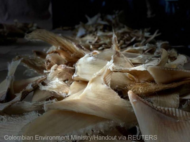 Columbia a confiscat circa 3.500 de aripioare de rechin cu destinaţia Hong Kong