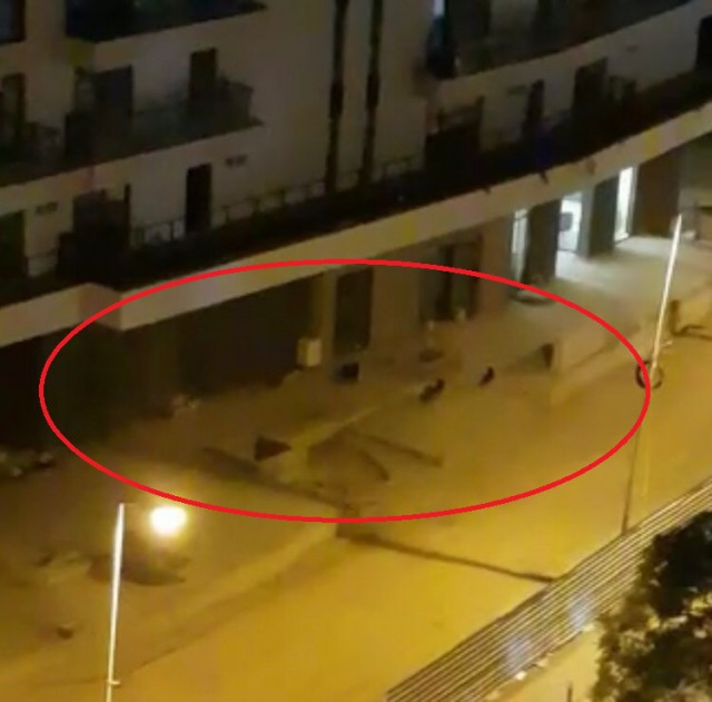 Locuitorii din TOMIS PARK se PLÂNG că sunt TERORIZAȚI de CÂINI! VIDEO