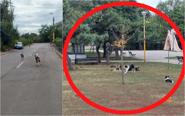 CÂINII MAIDANEZI, problema NEREZOLVATĂ, încă, a Constanței. VIDEO