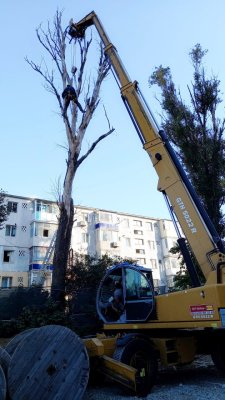 Primăria continuă lucrările de eliminare a arborilor care prezintă un pericol pentru pietoni