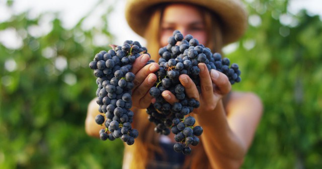 Beneficiile deliciosului MUST: bogat în resveratrol si minerale