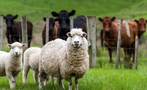 România a exportat animale vii în valoare de 262,35 milioane de euro în primele şase luni ale acestui an