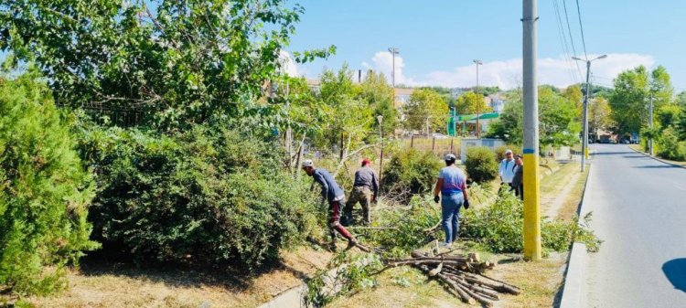 Angajaţii Utilități Publice efectuează lucrări de toaletare a copacilor, în Cernavodă