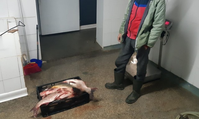 Braconaj piscicol în zona Rezervației Biosferei Delta Dunării