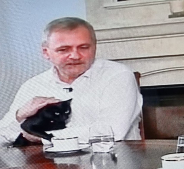 Liviu Dragnea iubește pisicile: A 'salvat' una de la închisoare, colegă de curte cu el