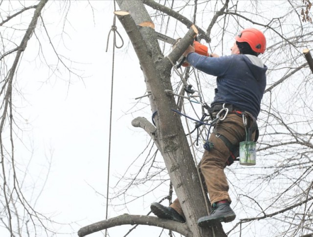 Continuă lucrările de toaletare a arborilor ce pot deveni un pericol