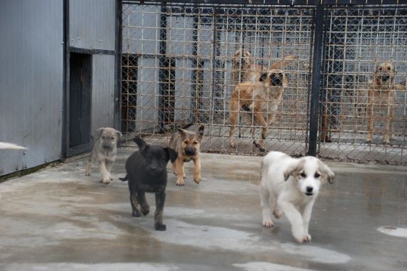 Reabilitarea Bazei animalelor fără stăpân, proiect de peste 11 milioane de lei