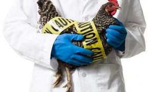 Mutațiile gripei aviare, noul pericol care pândește omenirea după SARS-Cov-2