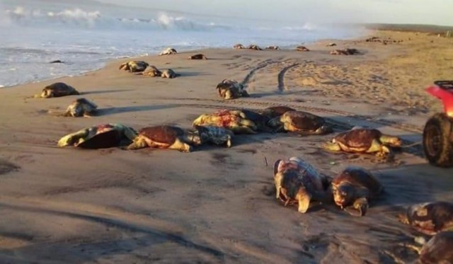 Fenomen straniu pe plajele din Mexic. Sute de țestoase moarte au fost aruncate de valuri la țărm