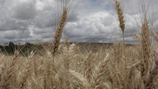 SUA sunt nevoite să importe grâu din Europa din cauza secetei