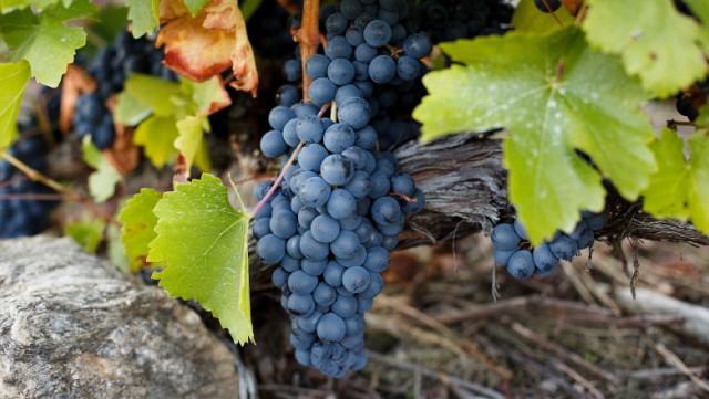 România, printre puținele țări cu creștere a producției de vin în UE, în 2021