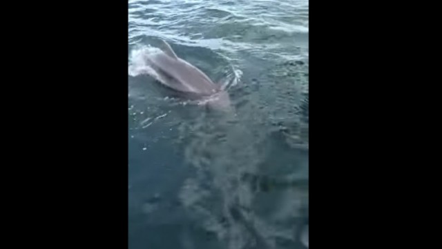 Doi delfini au fost filmați jucându-se la malul mării, în Eforie de Nord. VIDEO