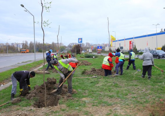Peste 600 de arbori vor fi plantați în Constanța în sezonul toamnă-primăvară